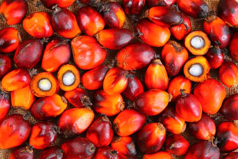 Пальмовое масло полезные свойства и противопоказания