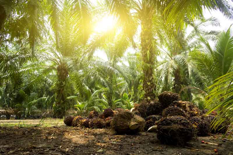 Пальмовое масло полезные свойства и противопоказания