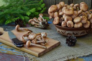 Как приготовить грибы опята